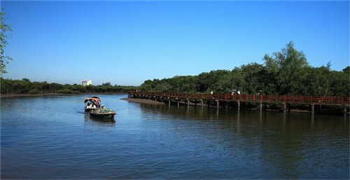 迷迭香精油是什么气味 迷迭香精油是什么气味
