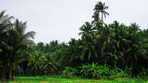 广东过年农场哪里好玩（广东农家乐旅游哪里好）