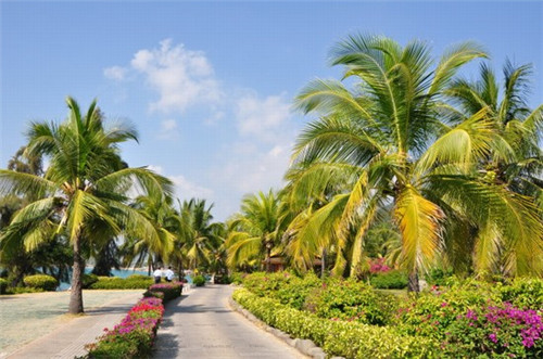 橡胶树种植公司名称起名（橡胶树种植公司名称起名怎么起）